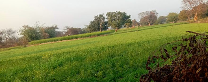 Phulpur Station Pond
