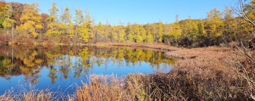 Triangle Lake Bog State Nature Preserve