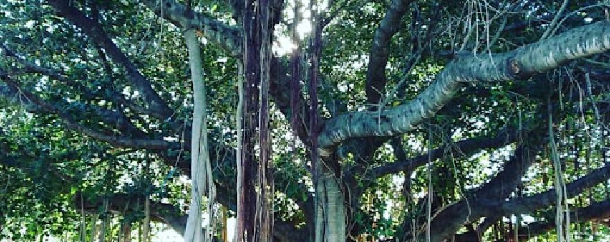 Canara Park