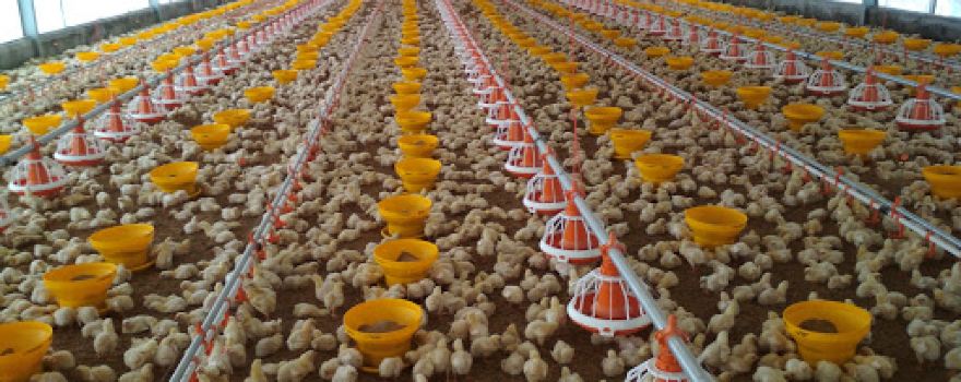 Farm Mekarjaya Pt Super Unggas Jaya