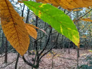 Bois de Plédran