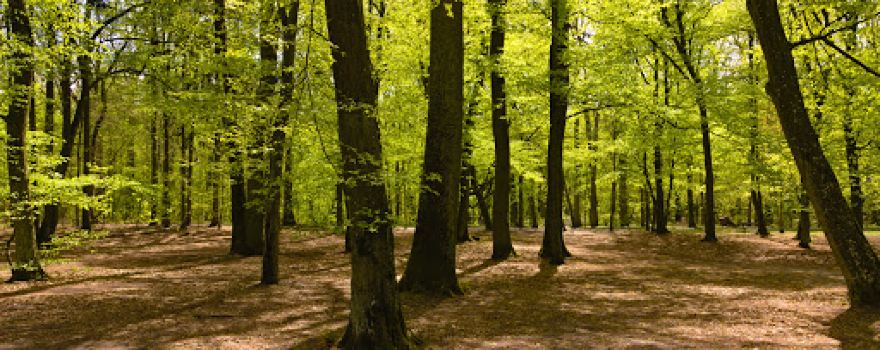 Park Miejski