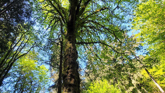 Llandover Woods Greenspace