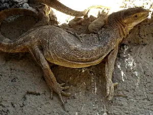 Equator Tortoise Park