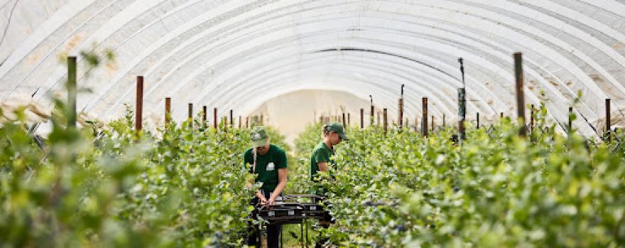 Tuesley Farm - Hall Hunter Partnership