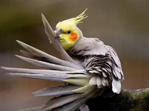 Leintalzoo Schwaigern
