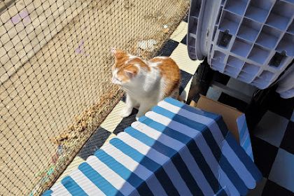Grounded Paws Animal Rescue & Cat Cafe