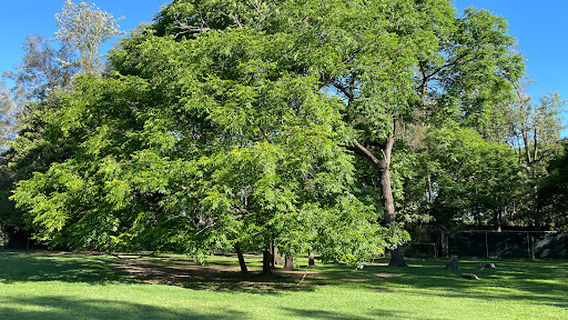 Lone Pine Park