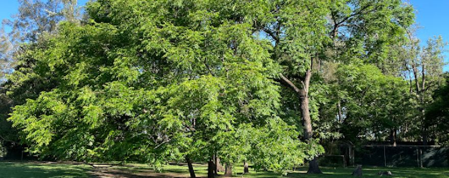 Lone Pine Park