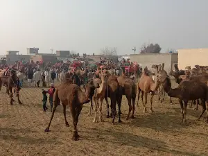 Darbar Hazrat Baba Fazal Shah Kalyamiدربار حضرت شیخ فضل الدین چشتی صابری کلیامی