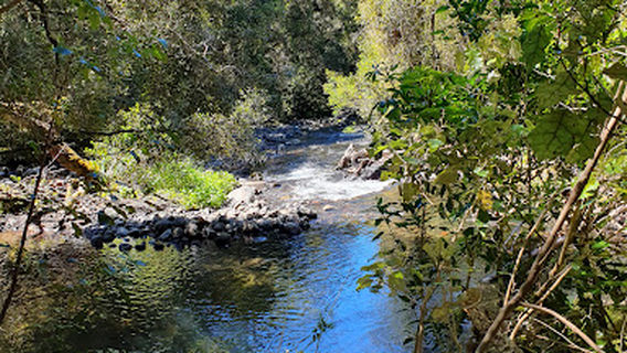 Mangawhero Forest Walk