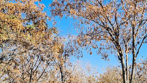 Maliye Bakanlışı Ağaçlandırma Alanı