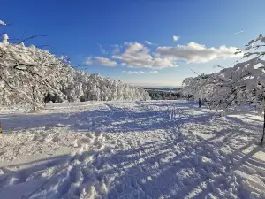 Baumkronenpfad Hoherodskopf