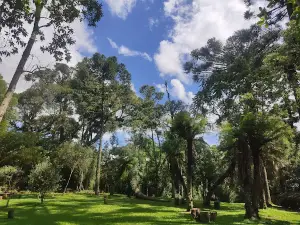 Floresta René Frey