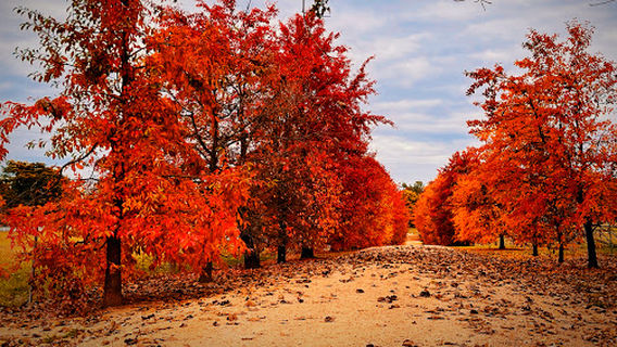 Golden Poplars
