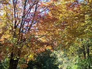 Country Village Campground