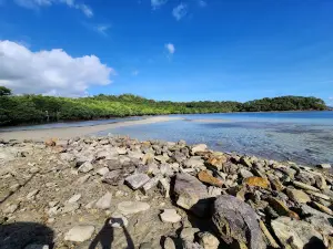 푸에르토 갈레라 만그로브 컨저베이션