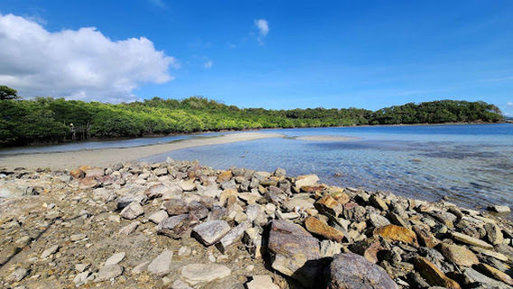 Puerto Galera Mangrove Conservation
