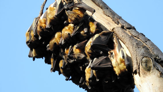 Tunduru Botanical Gardens