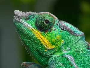 Tropikariet