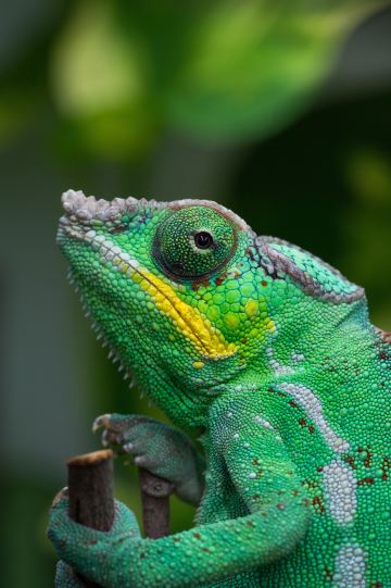 Tropikariet