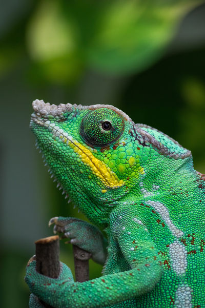 Tropikariet