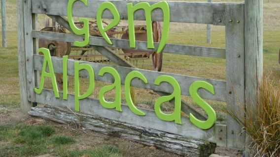 Alpine Alpacas Fairlie
