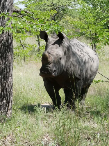 Matabeleland South