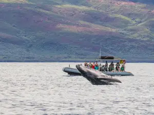 Hawaii Ocean Rafting Whale Watch and Snorkel