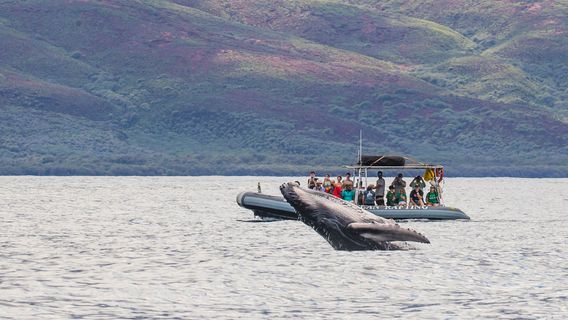 Hawaii Ocean Rafting Whale Watch and Snorkel