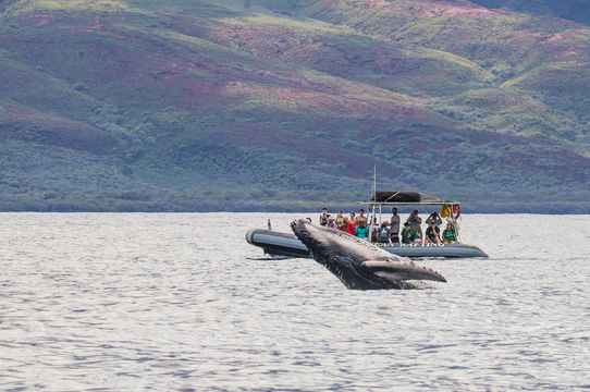 Hawaii Ocean Rafting Whale Watch and Snorkel