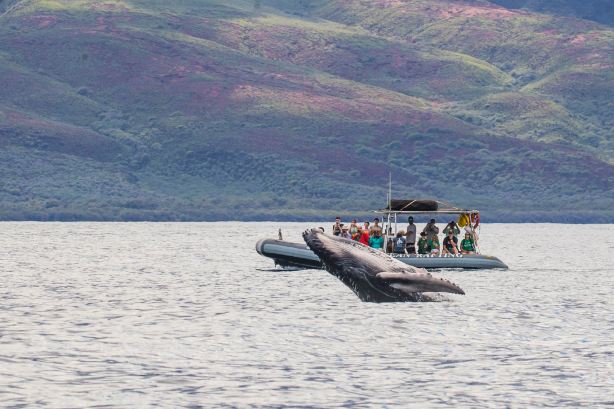 Hawaii Ocean Rafting Whale Watch and Snorkel