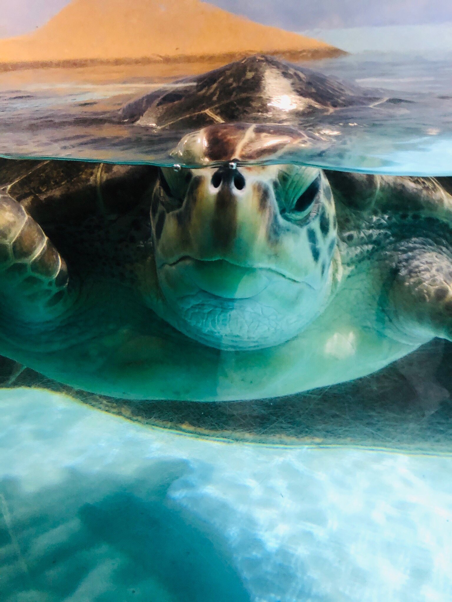 福岡 マリンワールド海の中道 入場Eチケット 予約（即日発券）