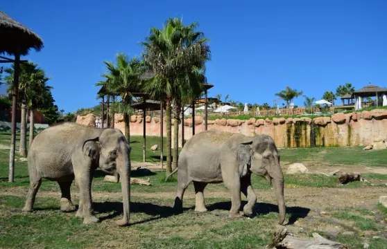 Terra Natura Benidorm＋Aqua Natura聯票成人