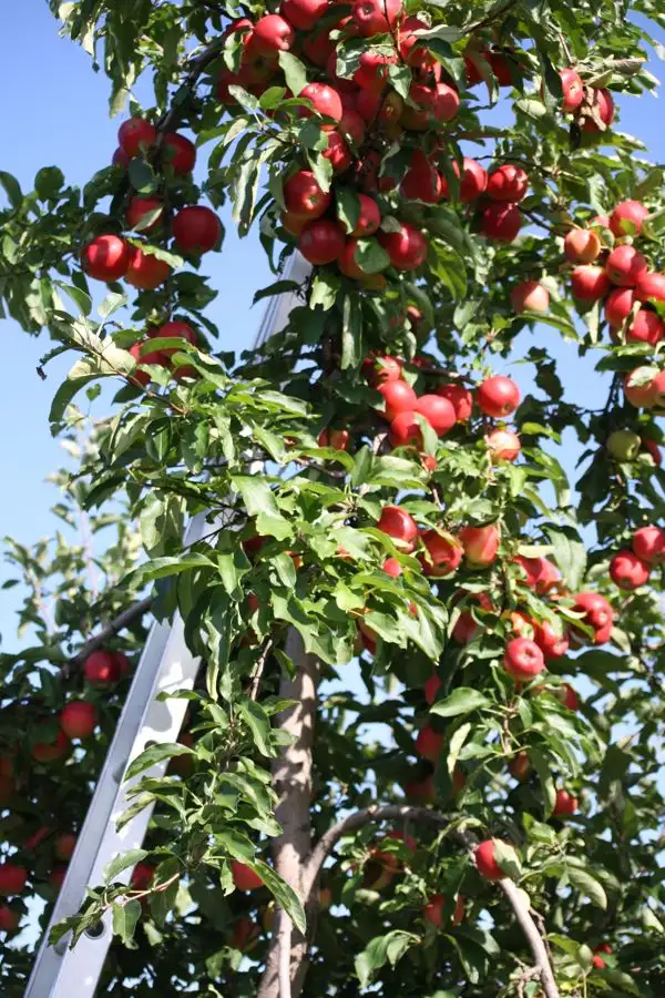 2_Samascott Orchards