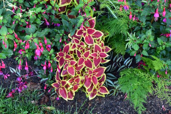 Lausanne Botanical Garden