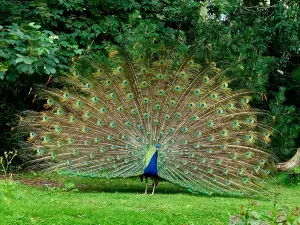 Tinnum Zoo