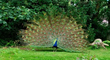 Tinnum Zoo