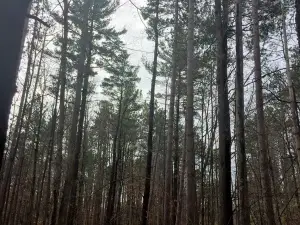 Black Pond Wildlife Management Area