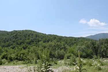 Телаві