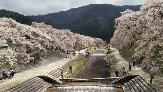 Ayukawa Sembon Sakura