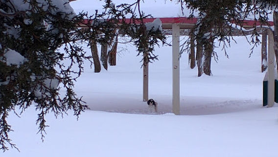 Mancos Town Parks & Recreation