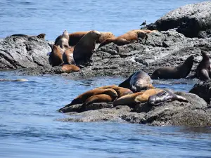 San Juan Safaris - Whale Watching