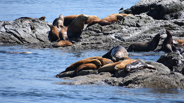 San Juan Safaris - Whale Watching