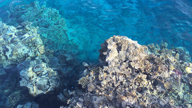 Faraana Reef Beach