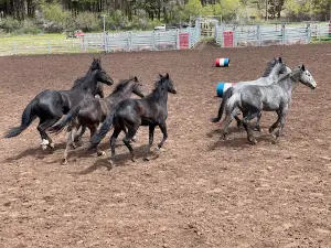 Alder Creek Pioneer Rodeo and Picnic Area