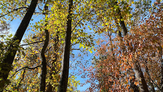 Парк Брайр Крик