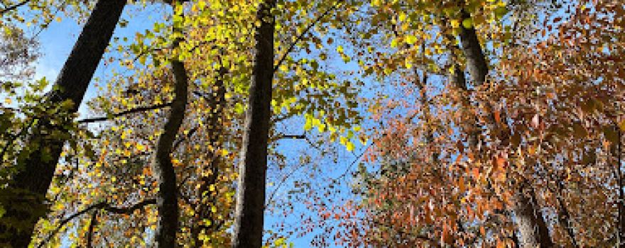 Briar Creek Park