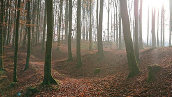 Hörmuseum Stadtwüstung Blankenrode
