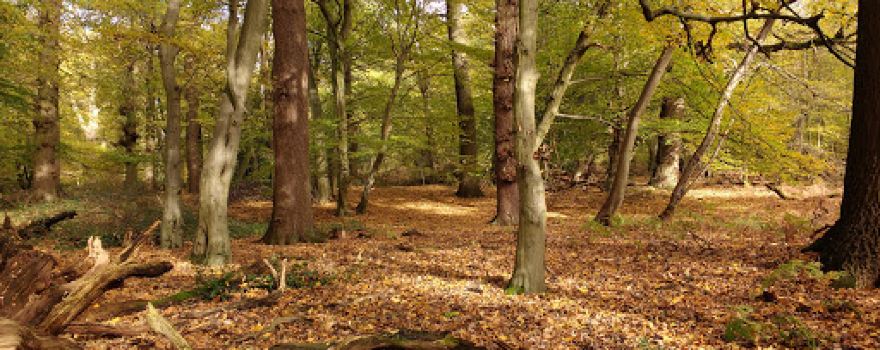 Fir and Pond Woods